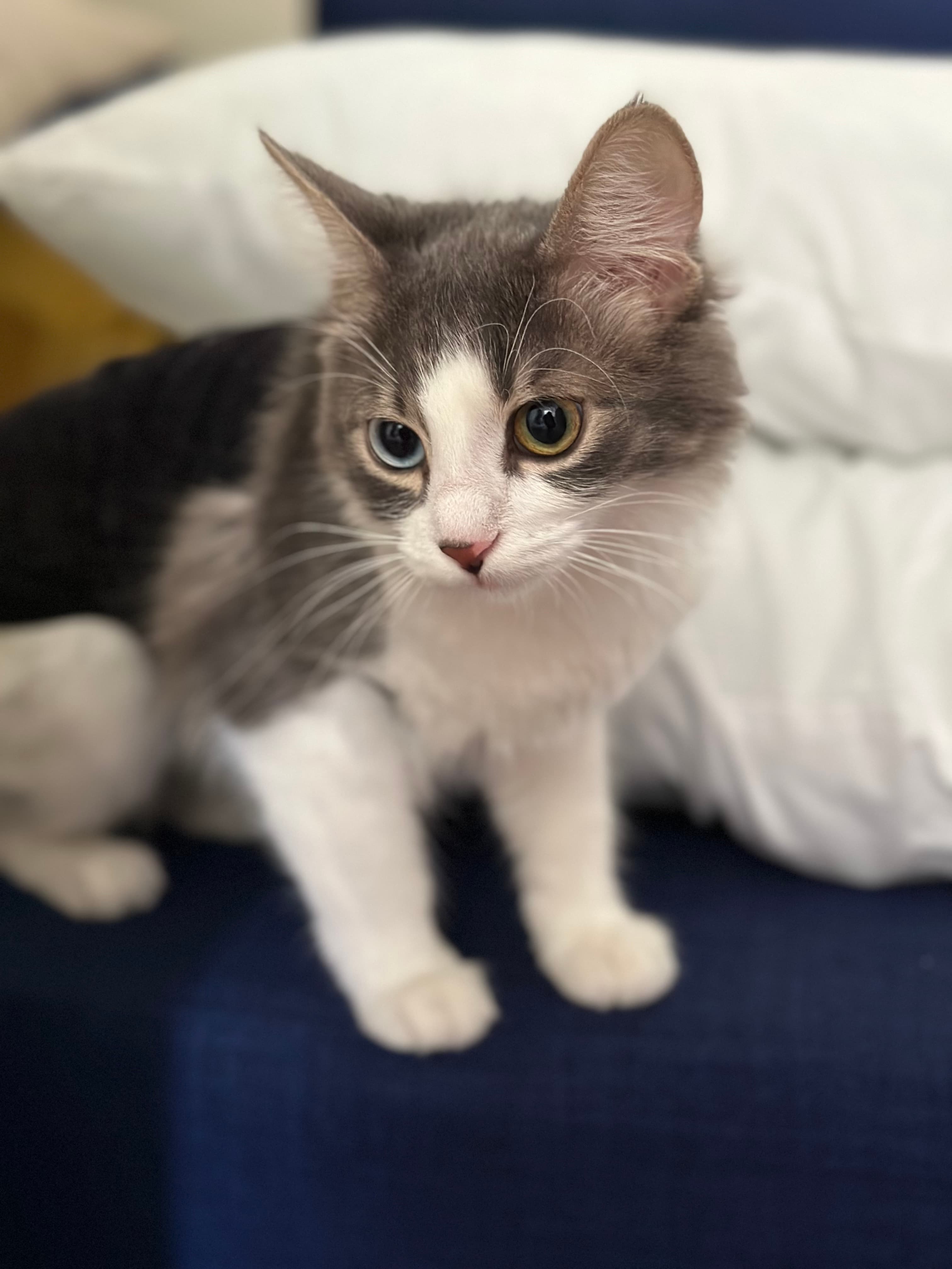 Başakşehir, İstanbul